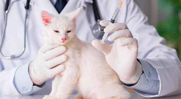 вакцинация кошек.jpg