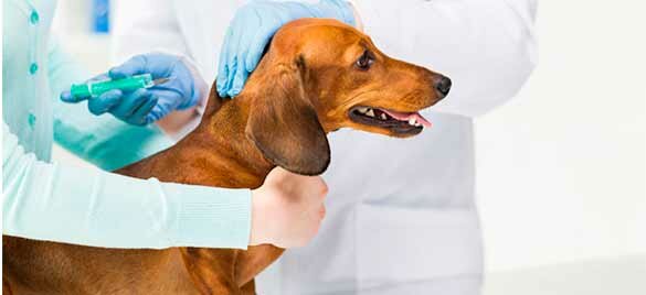 вакцинация собак.jpg