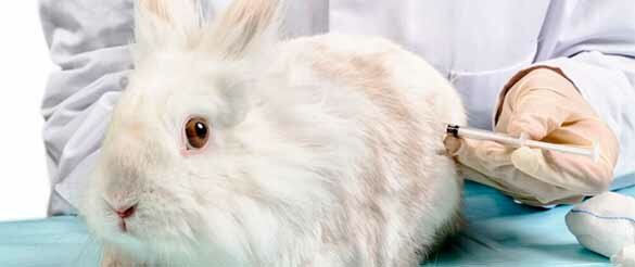 Вакцинация кроликов.jpg